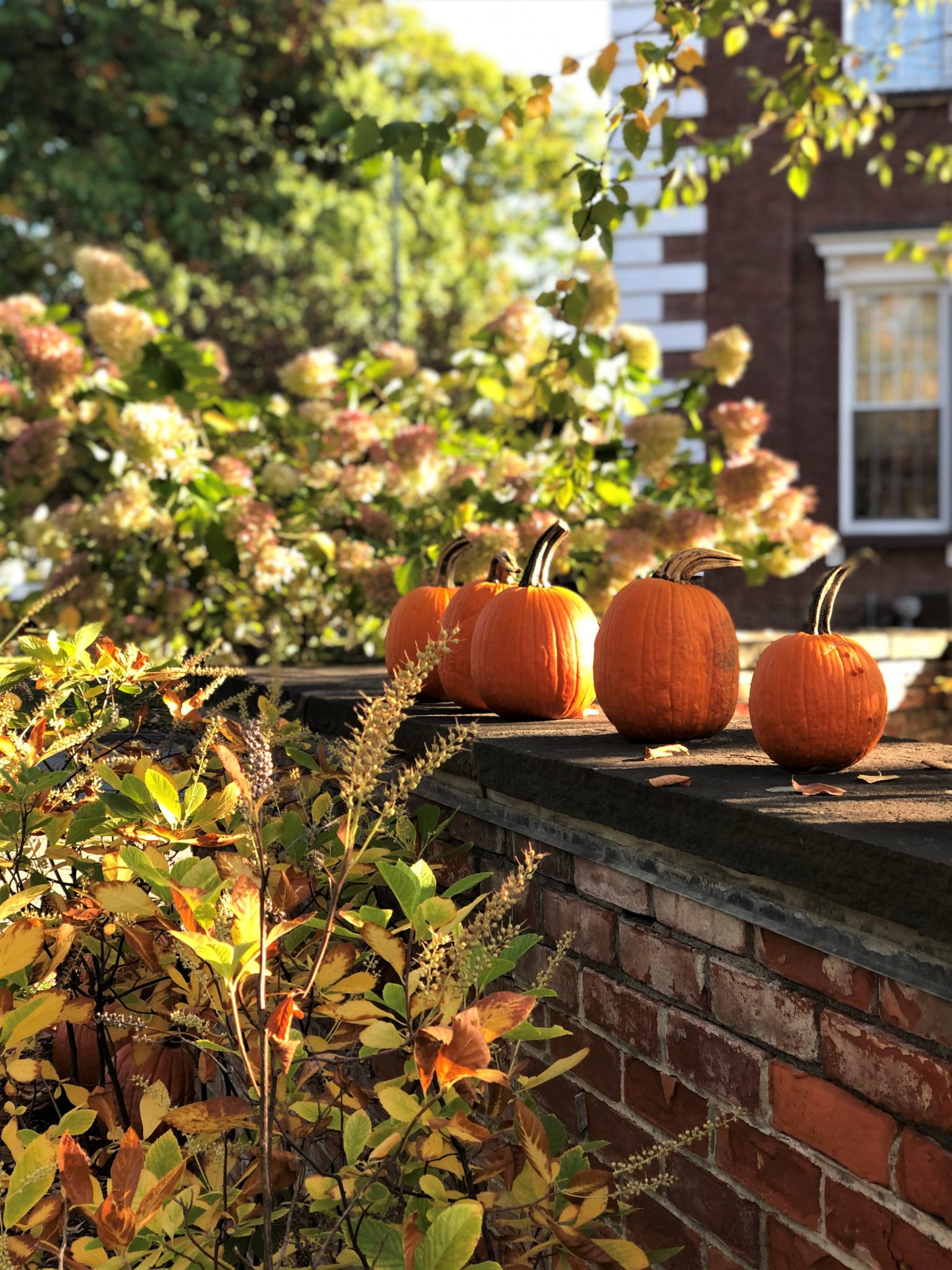 Pumpkins on a brick wall with Hydrangea in the Background