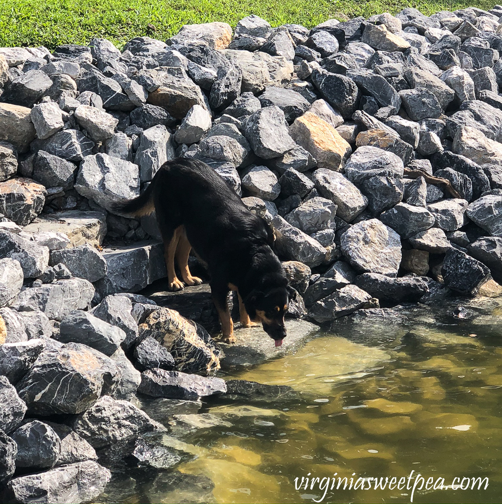 Dog drinking water using stairs built into riprap shoreline at Smith Mountain Lake, VA