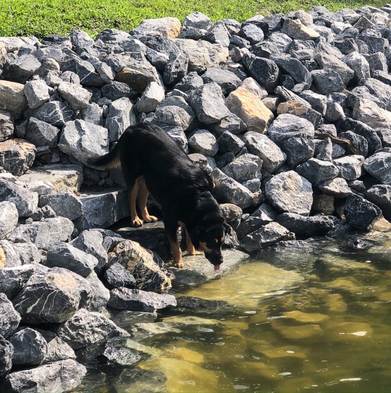 Dog drinking water using stairs built into riprap shoreline at Smith Mountain Lake, VA