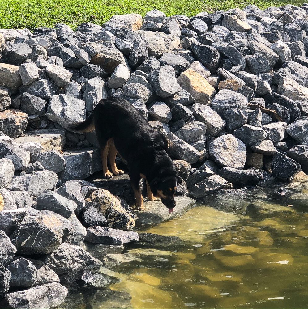 Dog drinking water using stairs built into riprap shoreline at Smith Mountain Lake, VA