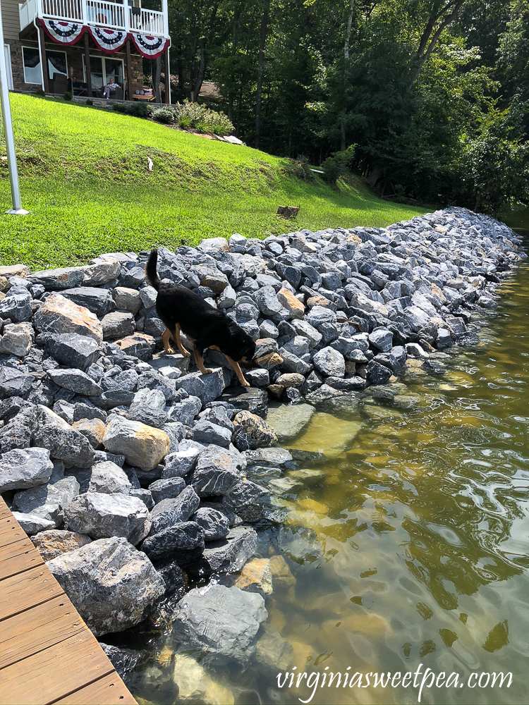 Dog using steps built into a riprap shoreline at Smith Mountain Lake, VA