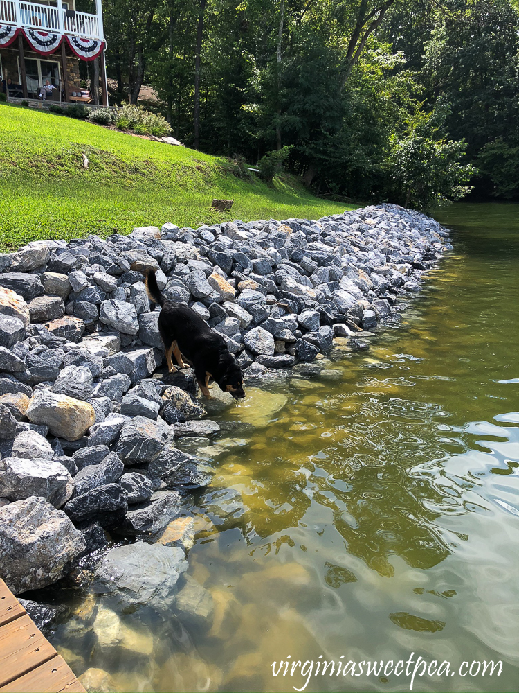 Dog drinking water using steps built into a riprap shoreline at Smith Mountain Lake, VA