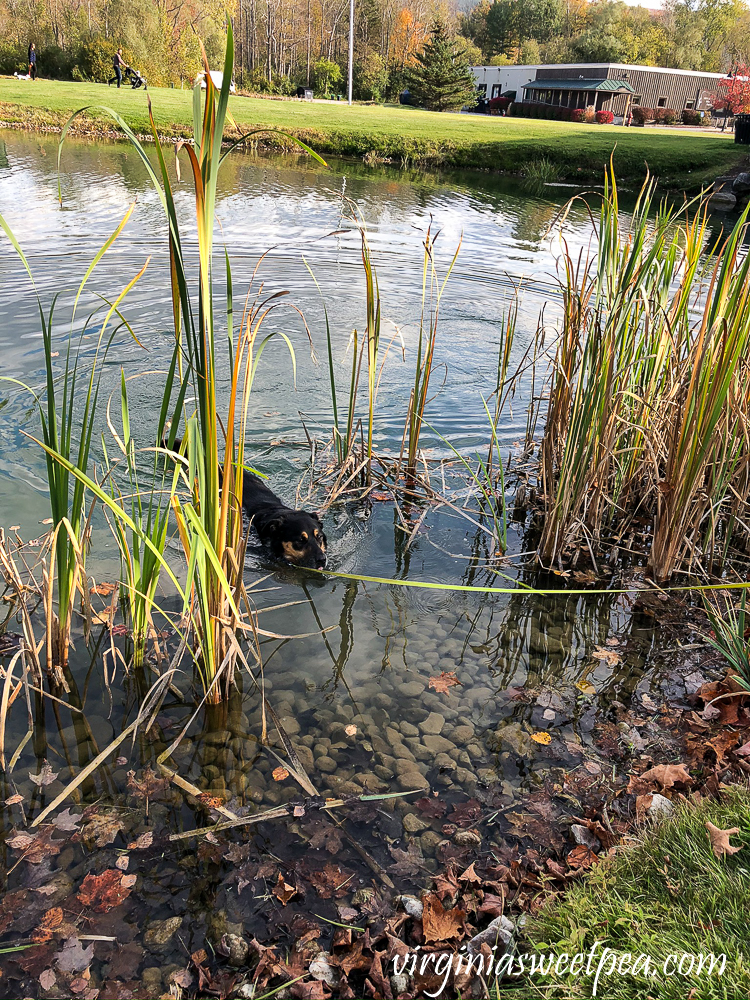 Dog swimming on a leash in a pond