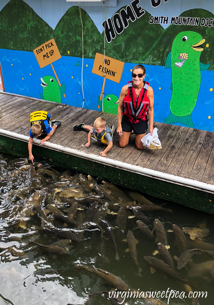 Feeding carp at Smith Mountain Lake, VA