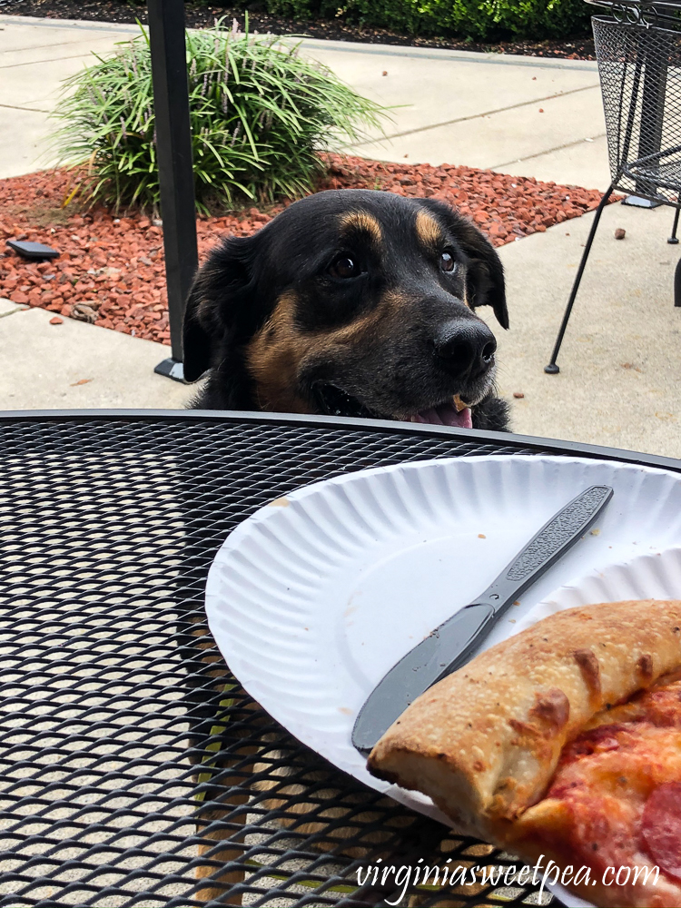 Dog eyeing pizza at Benny's