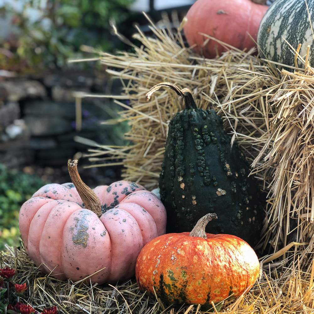 Gourds and pumpkins on a hay bale