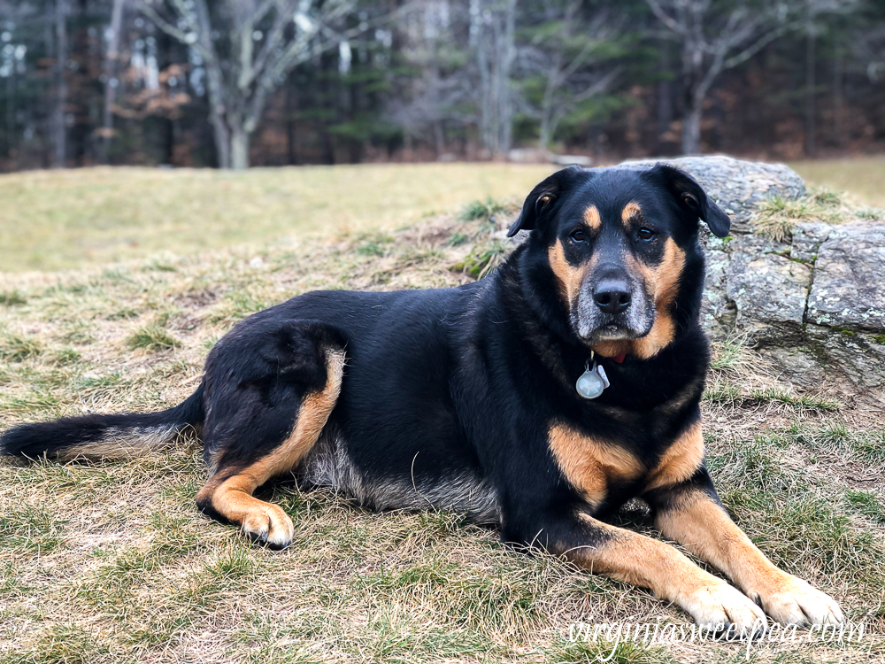 Sherman Skulina hiking Mt. Tom in Woodstock, Vermont