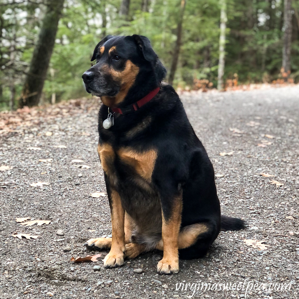 Sherman Skulina hiking Mt. Tom in Woodstock, Vermont