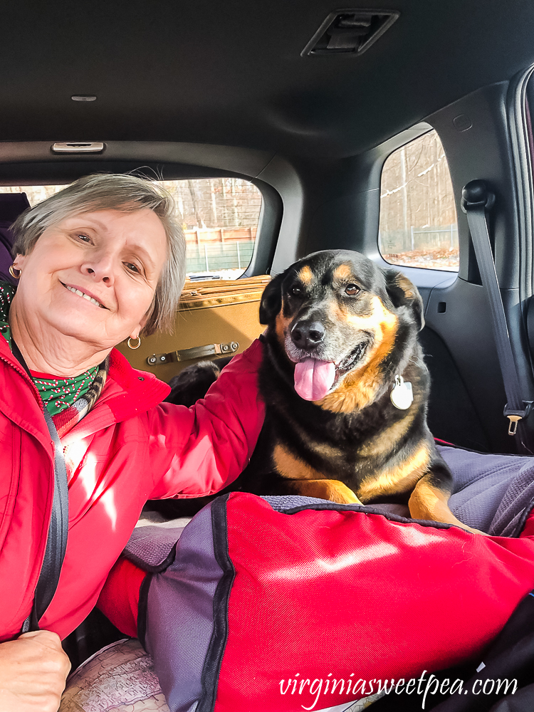 Dog on a long road trip, travelling on his dog bed