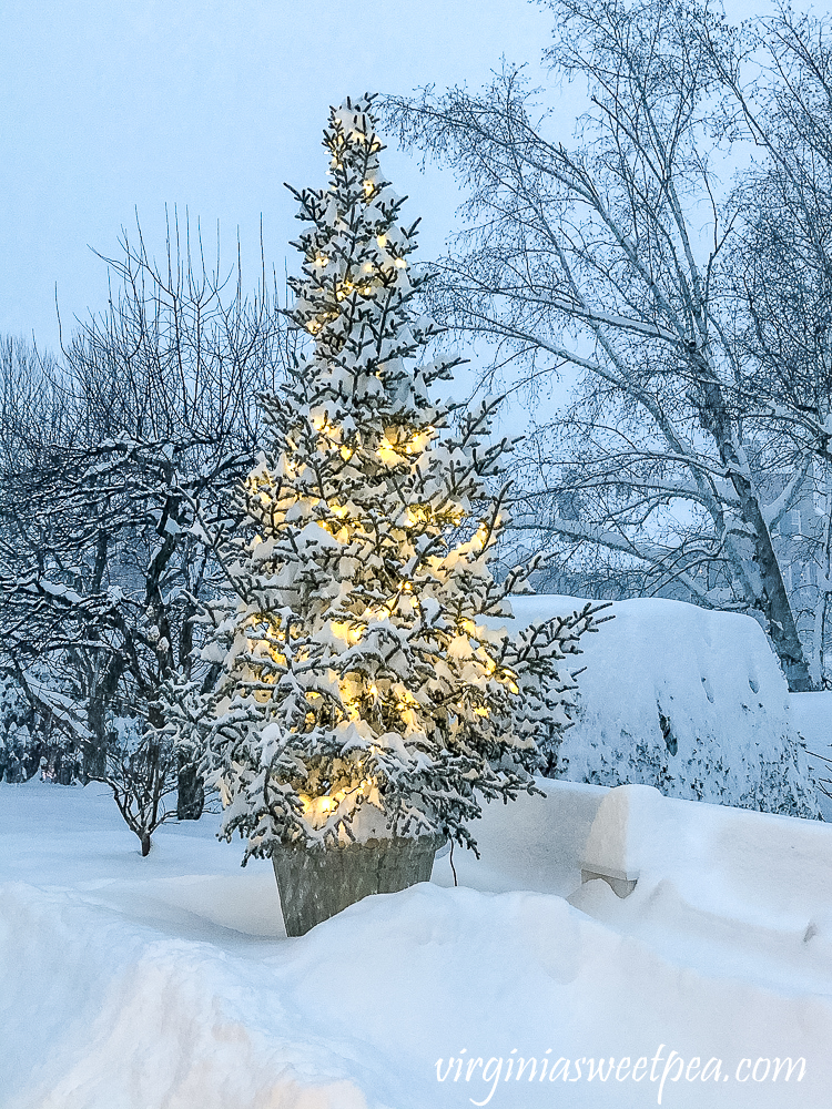 Tree with lights covered in snow at the Woodstock Inn in Woodstock, Vermont December 2020