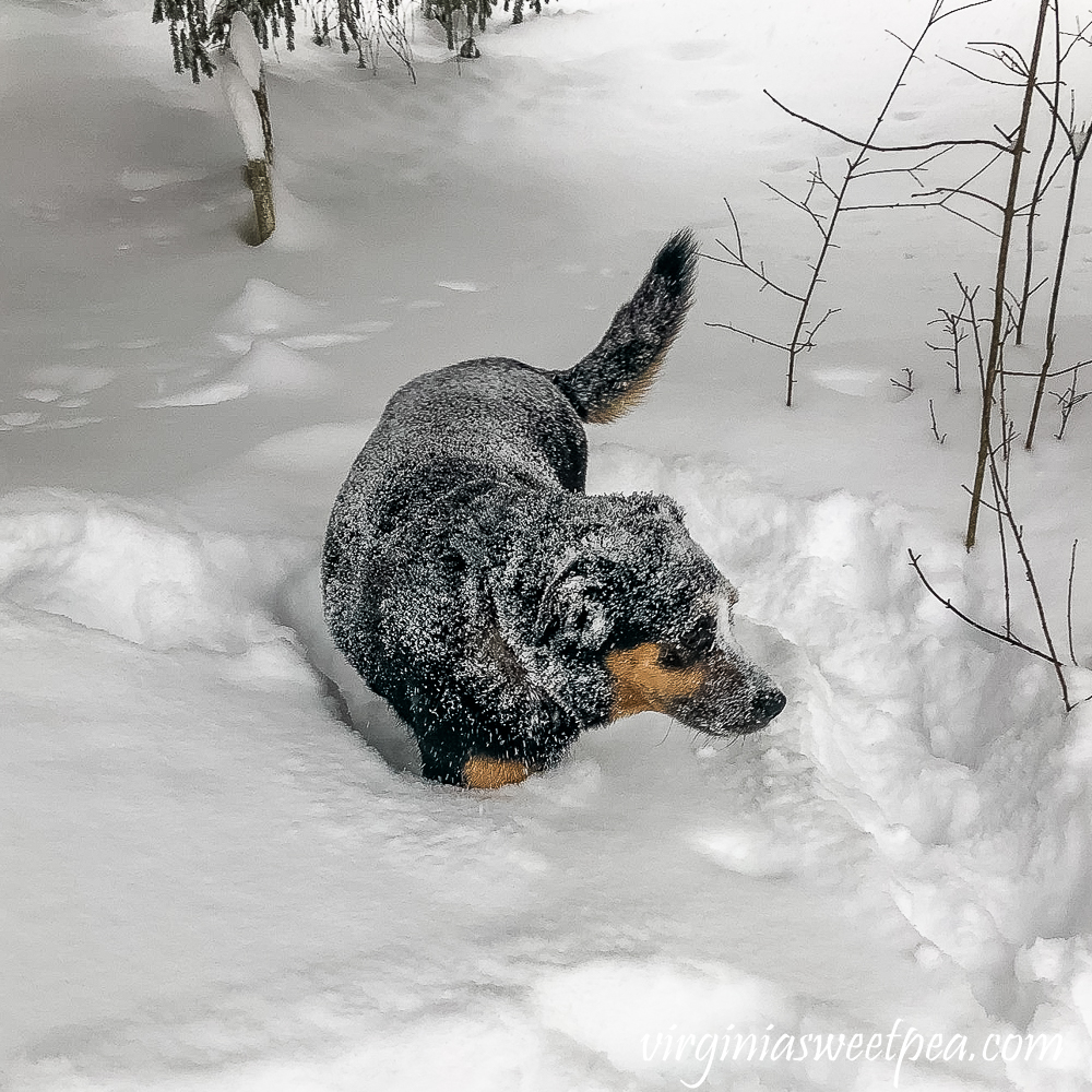 Sherman Skulina in the December 2020 snow in Woodstock, Vermont