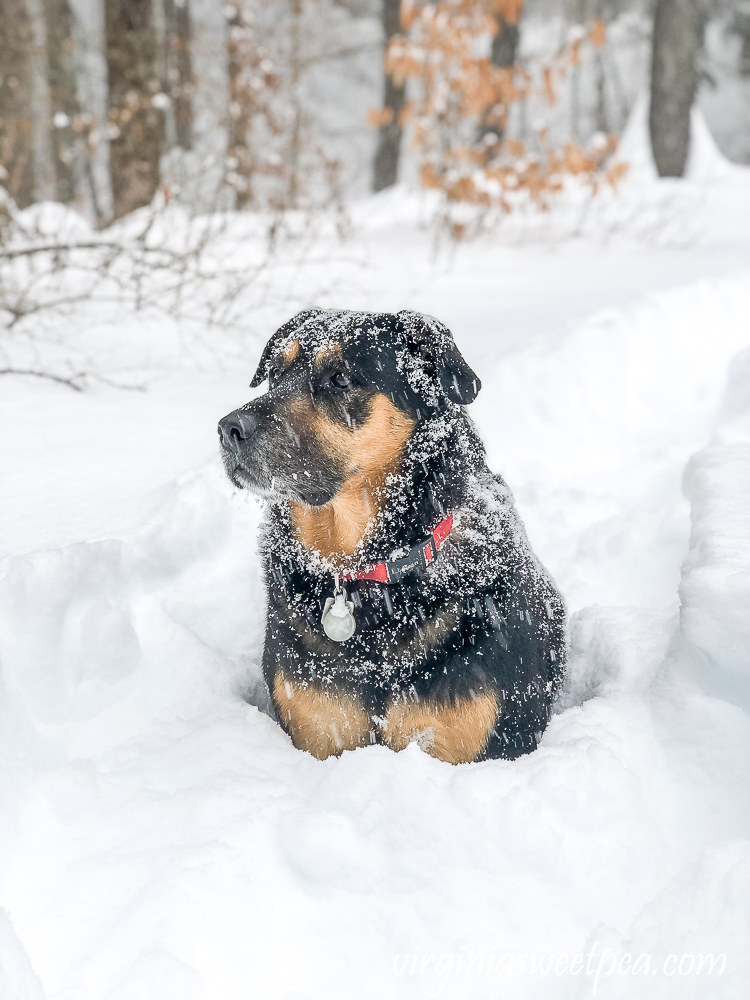 Sherman Skulina in the December 2020 snow in Woodstock, Vermont