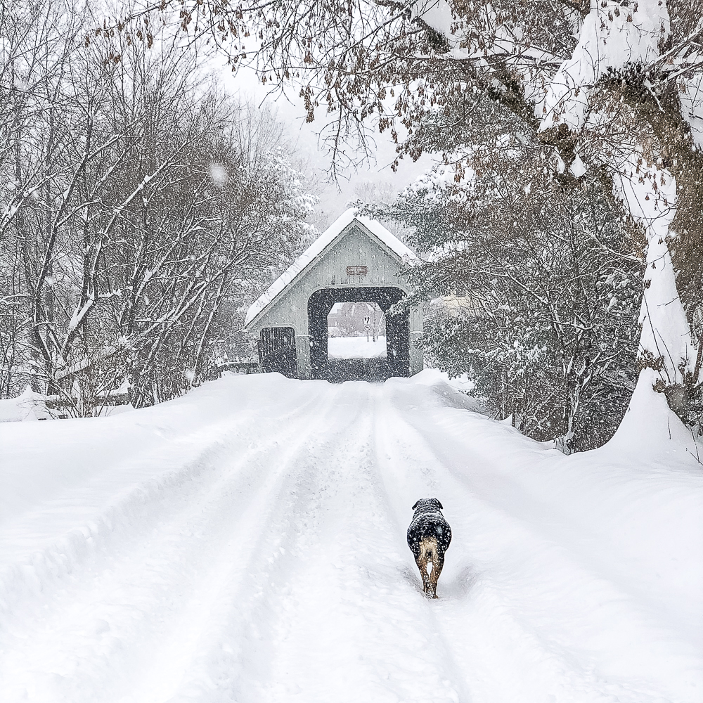 Sherman Skulina walking through the snow to Middle Bridge in Woodstock, Vermont