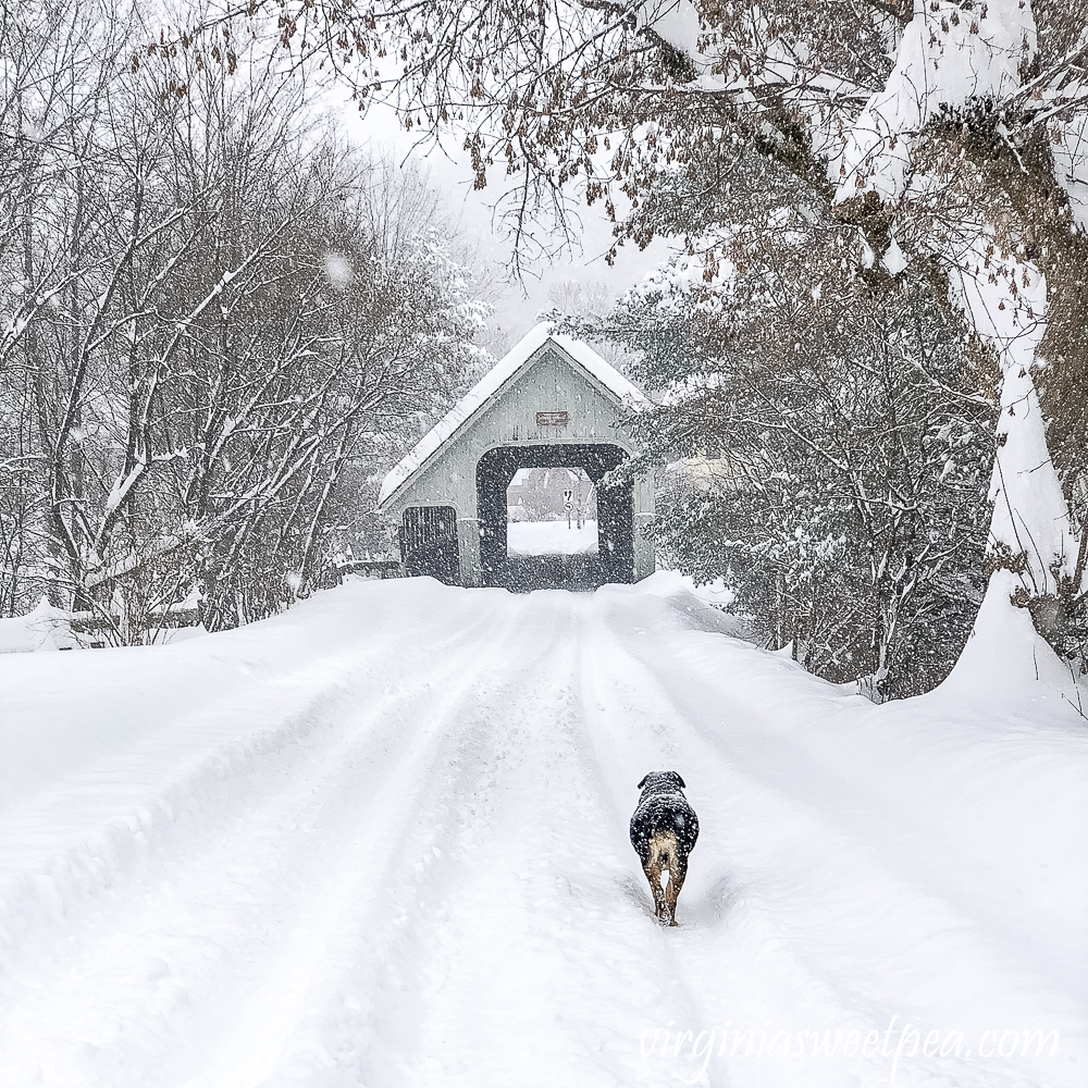 Sherman Skulina walking through the snow to Middle Bridge in Woodstock, Vermont