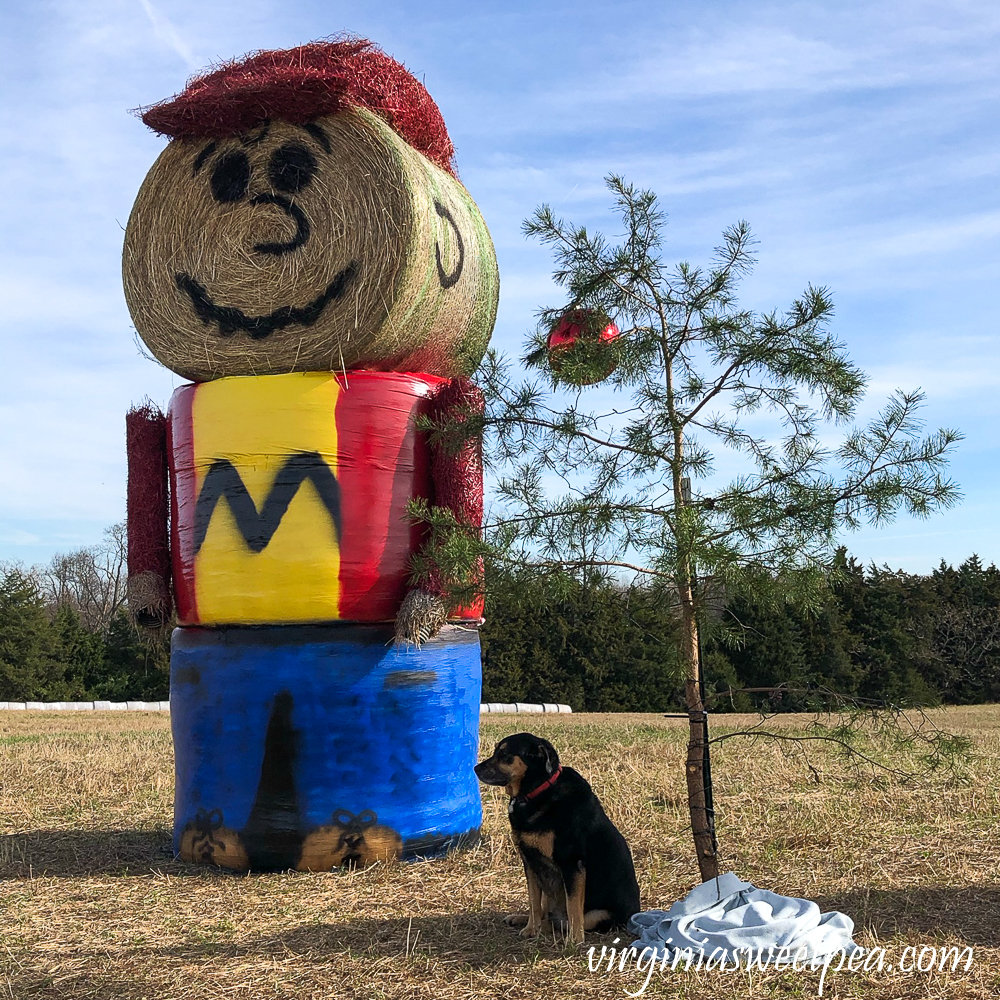 Charlie Brown made from haybales