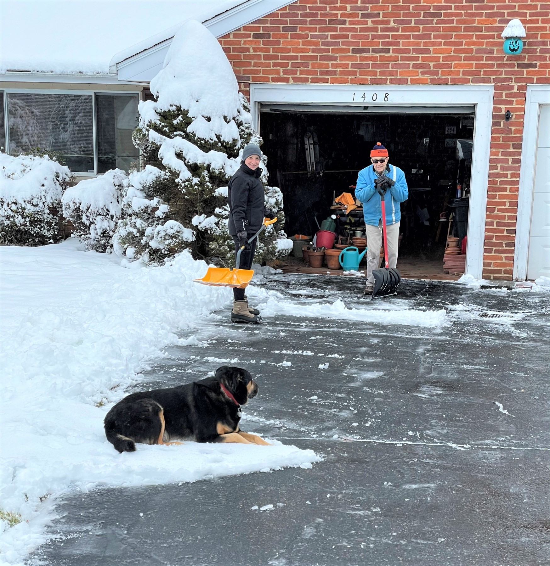 Dog on a driveway being snow shoveled