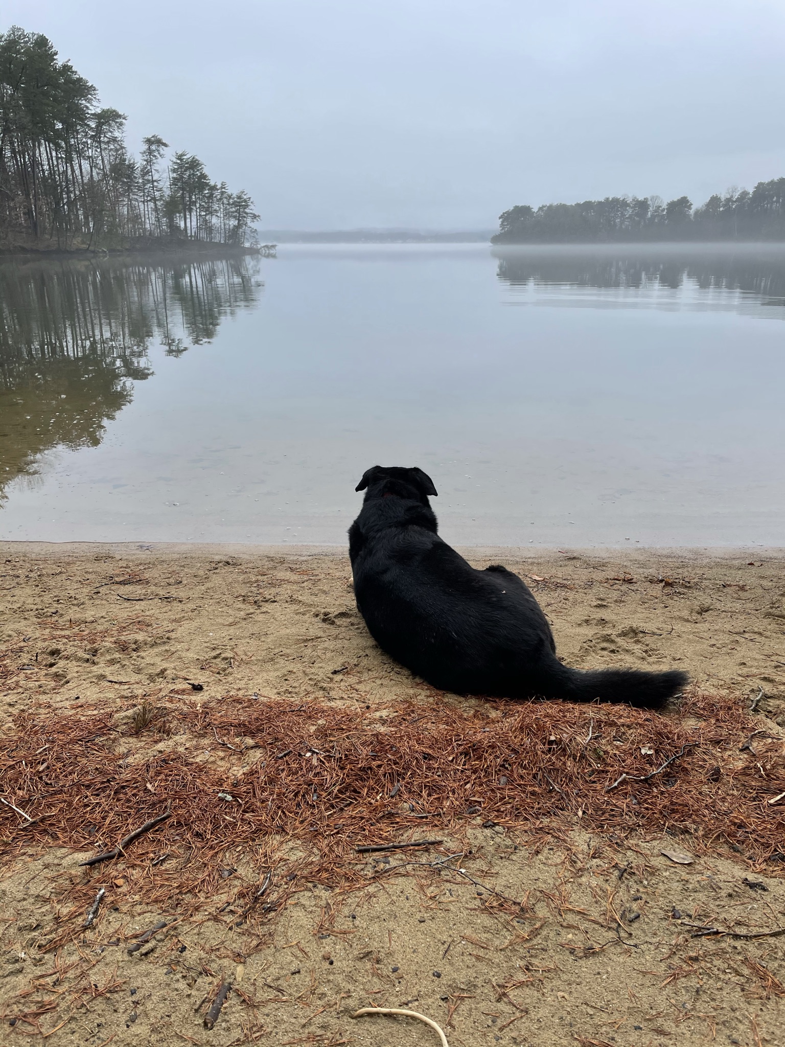 Dog admiring Smith Mountain Lake in Moneta, Virginia