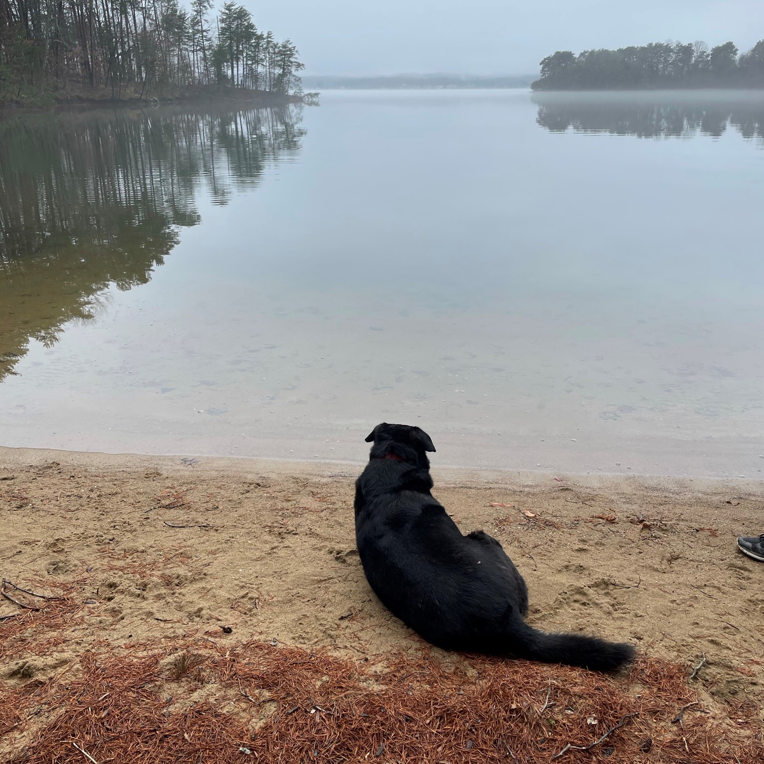 Dog admiring Smith Mountain Lake in Moneta, Virginia