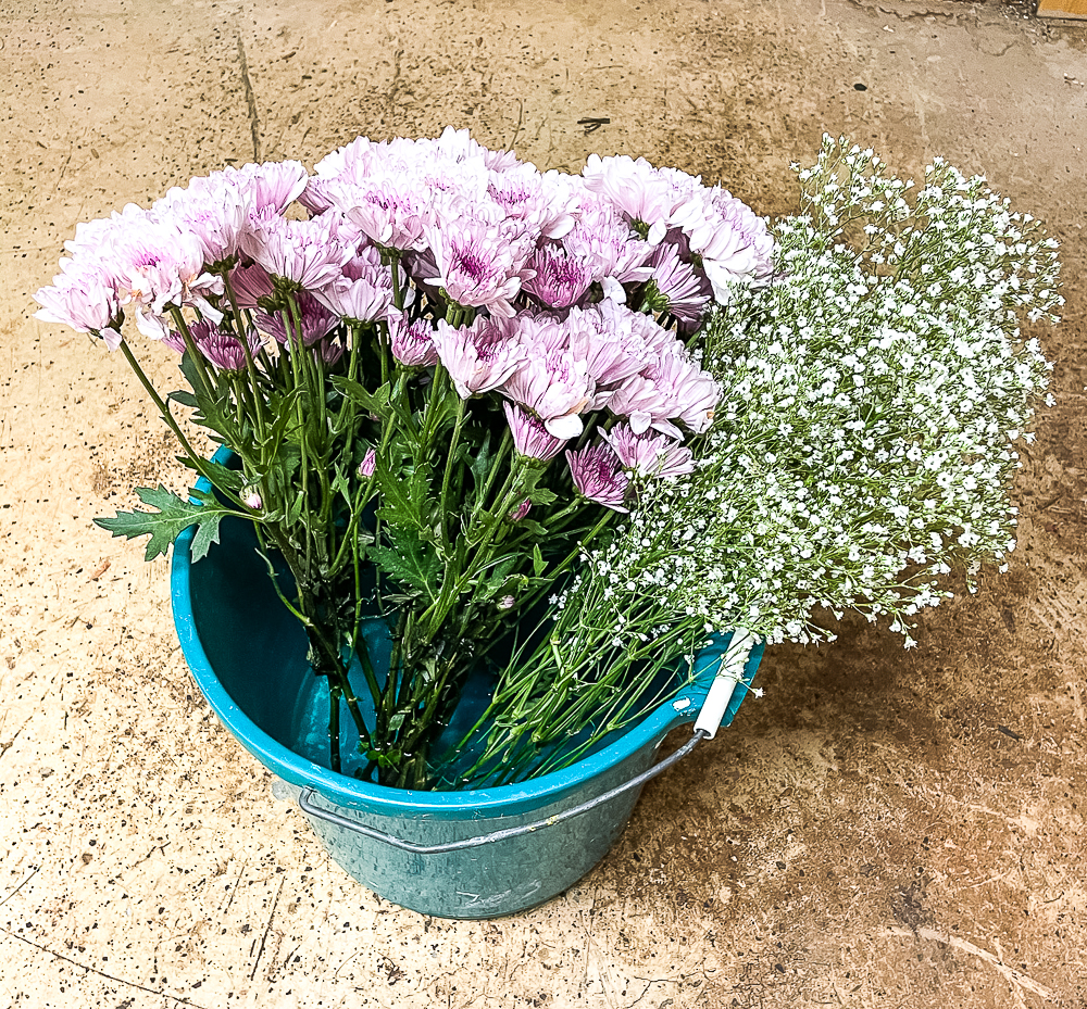 Purple Chrysanthemum and Baby's Breath in a bucket of water