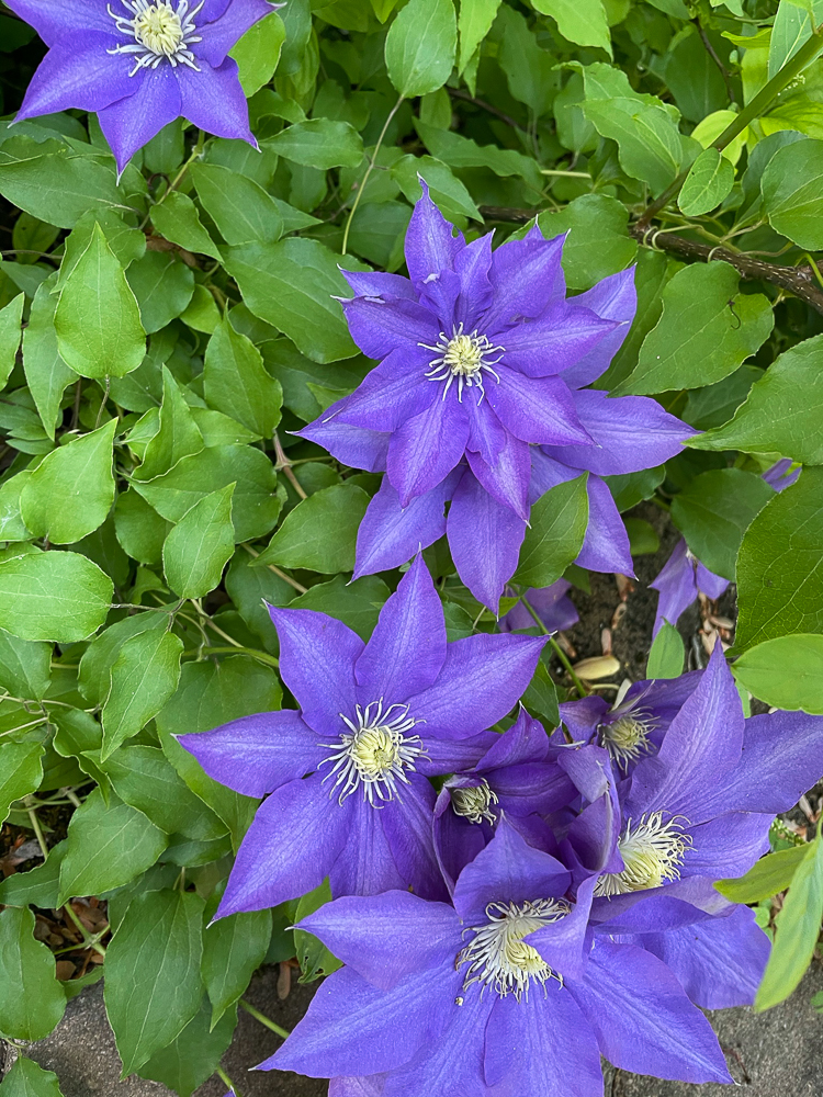 Purple Clematis Blooms