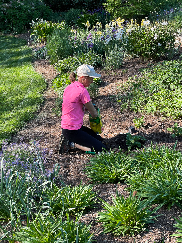 Woman planting Foxgloves in a perennial garden