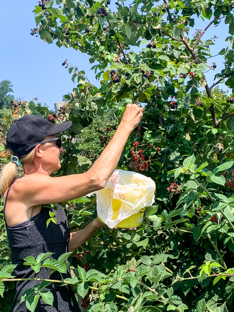 Picking blackberries