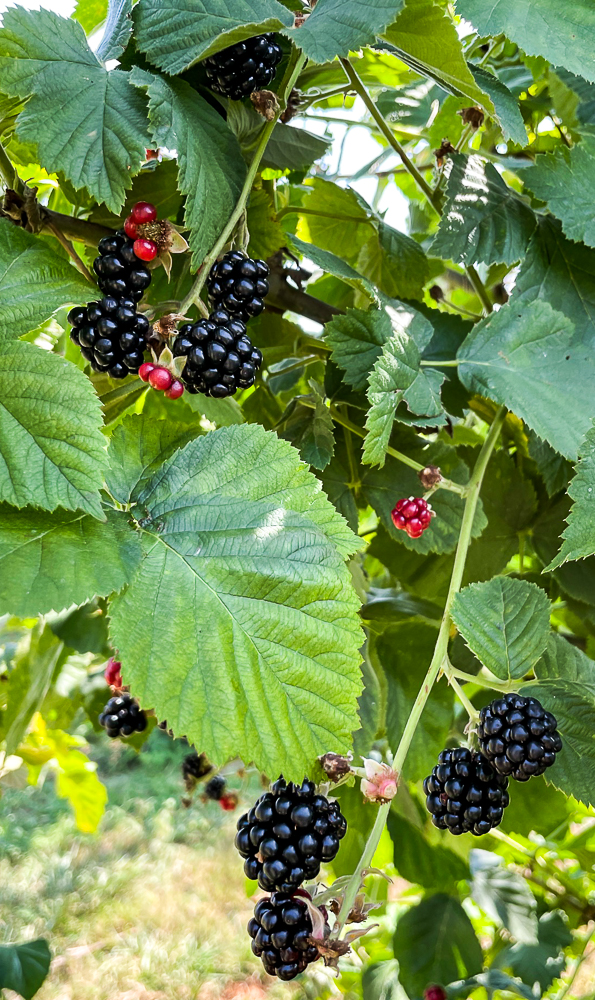 Blackberries on the vine