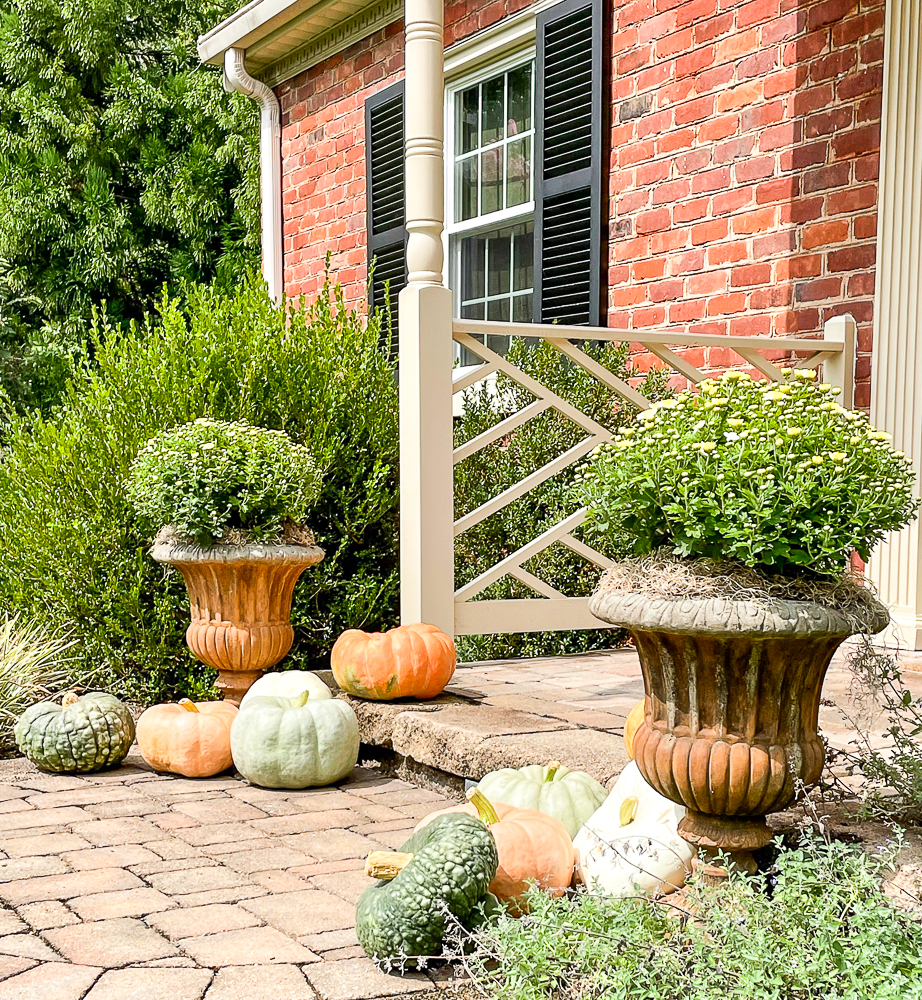 Mums in a cement urns surrounded by pumpkins