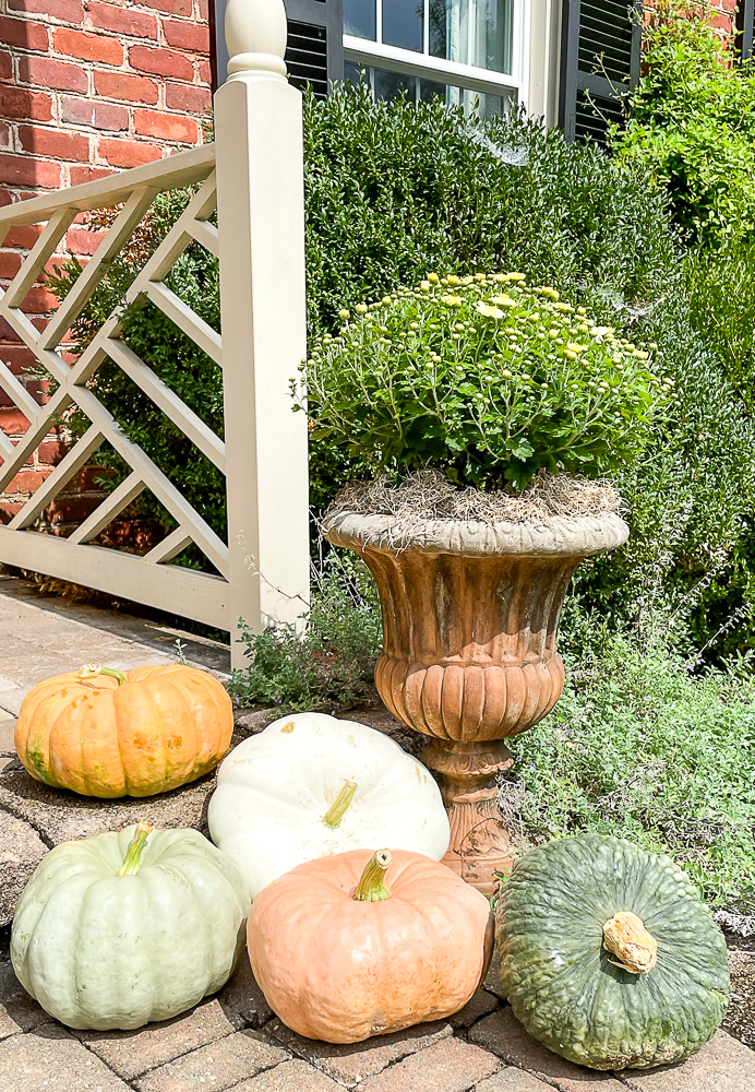 Mum in a cement urn surrounded by pumpkins