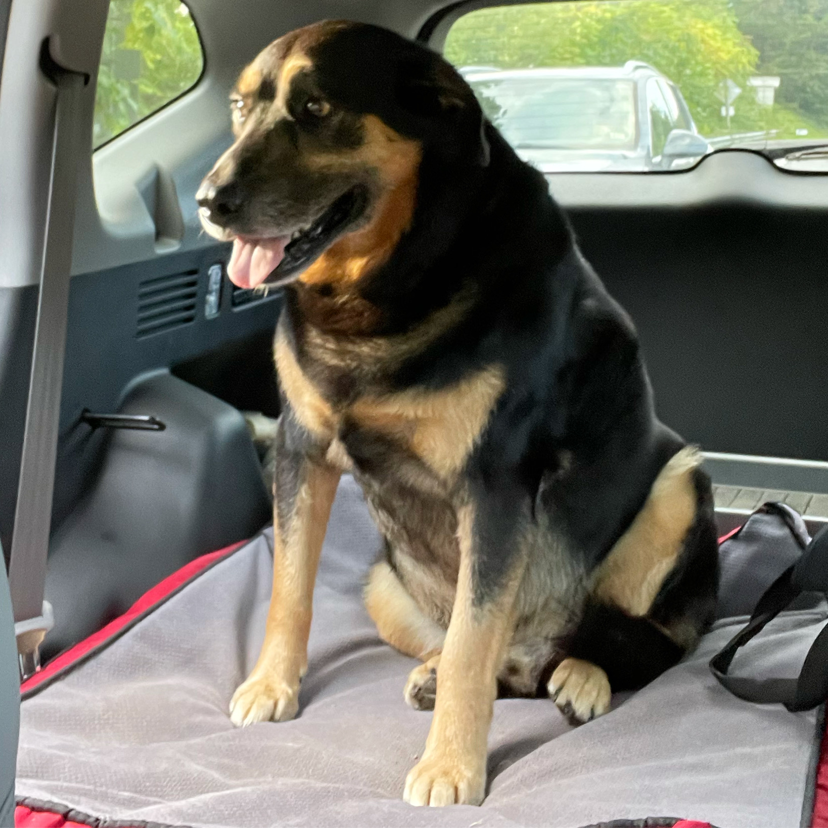 dog riding in a car on a dog bed