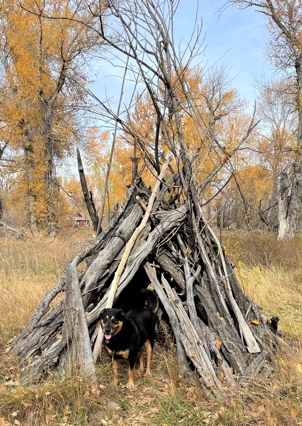 Dog in a tepee