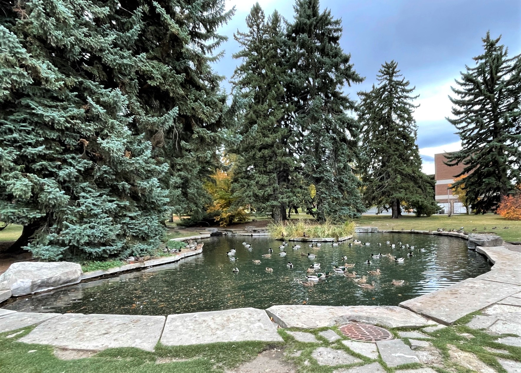 Montana State University Duck Pond