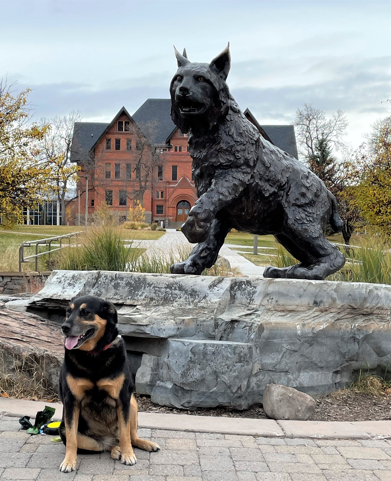 Dog poses with Montana State University Bobcat Statue