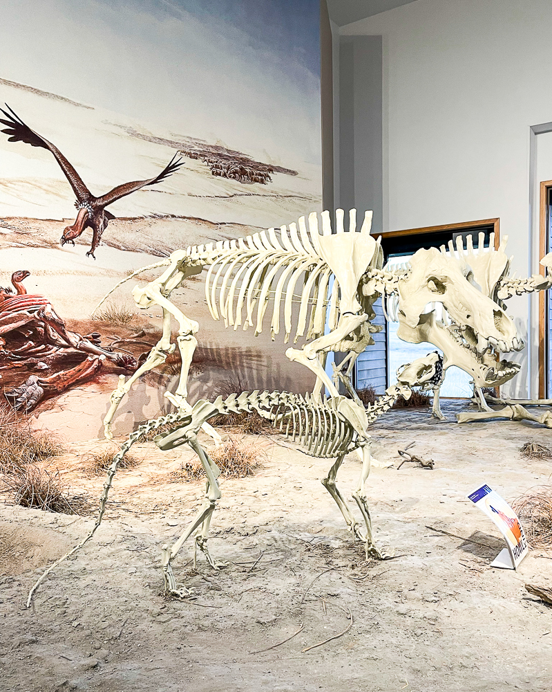 Rhinoceros and Beardog at Agate Fossil Beds in Harrison, Nebraska