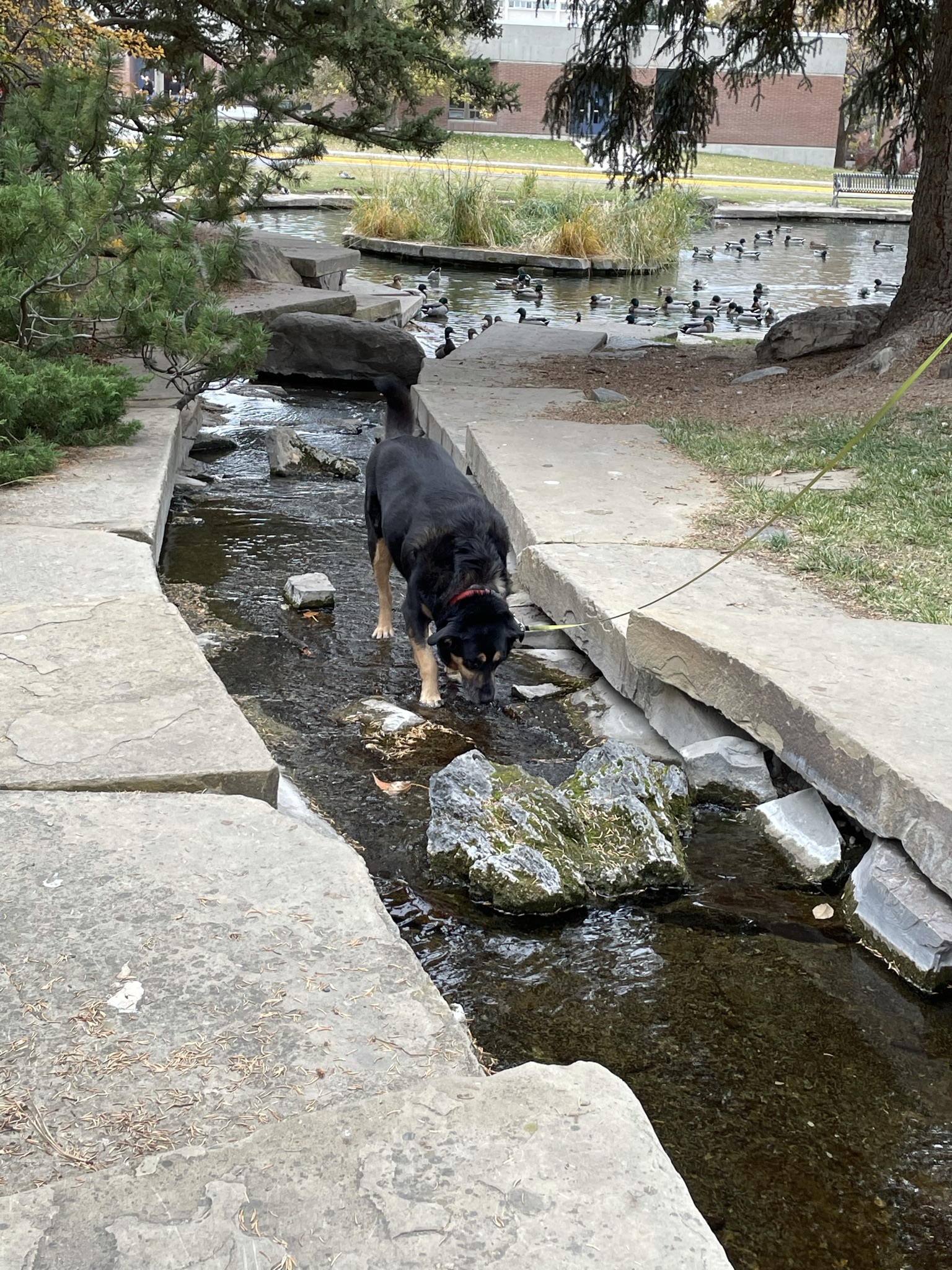 Montana State University Duck Pond