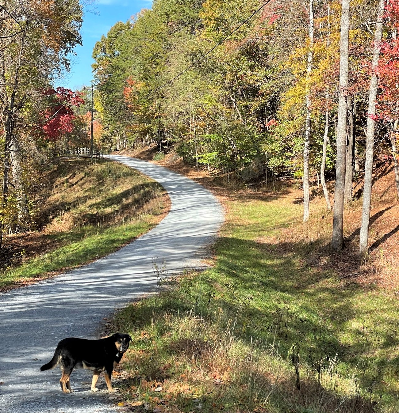 Dog with fall foliage at Smith Mountain Lake, VA