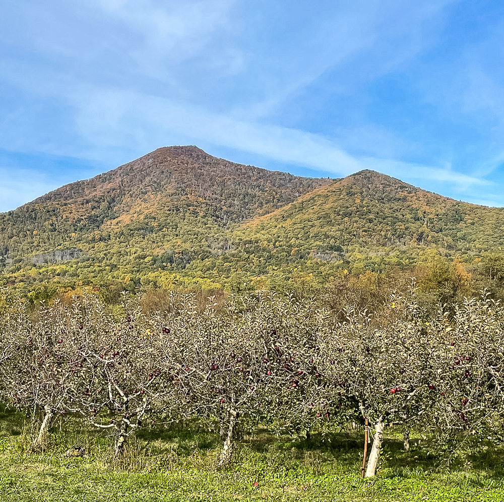 Peaks of Otter Winery apple trees and mountain views